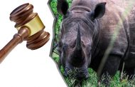Department of Environmental Affairs welcomes lengthy sentence handed down to rhino poacher