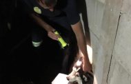 Syberian Husky rescued after getting stuck in fence in Universitas, Bloemfontein