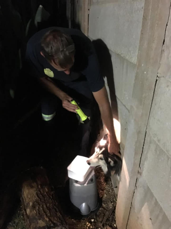 Syberian Husky rescued after getting stuck in fence in Universitas, Bloemfontein