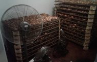Two suspects arrested with abalone valued at R4.8 million in Milnerton