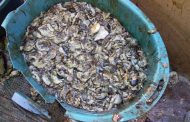 Abalone worth R370 000 seized and a man arrested in Athlone