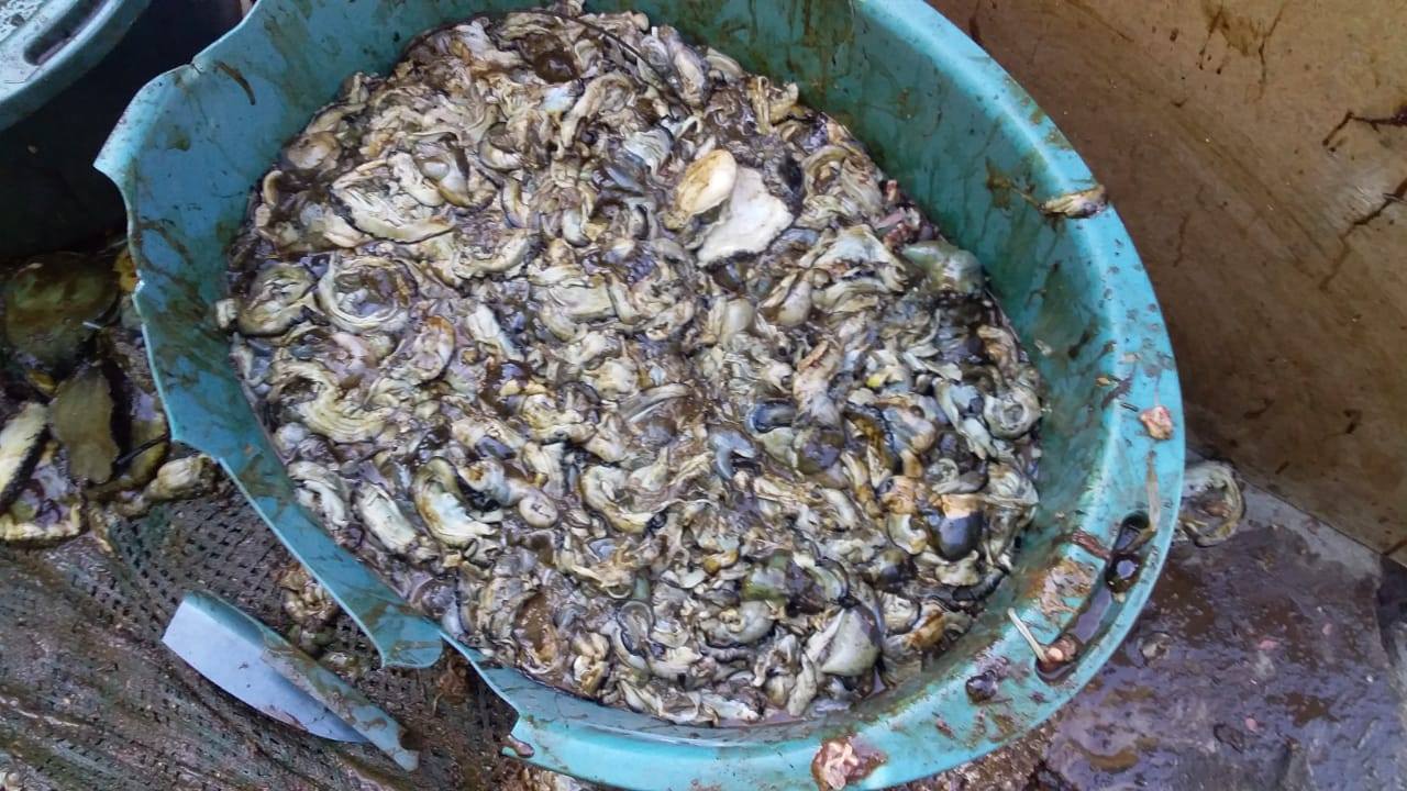 Abalone worth R370 000 seized and a man arrested in Athlone