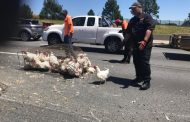 A Truck filled with chickens rolled over on the N1 near the Allendale off-ramp