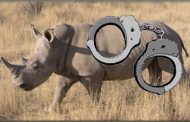Hawks arrest three for dealing in rhino horns
