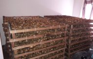 Abalone worth R500 000 seized in Malmesbury.