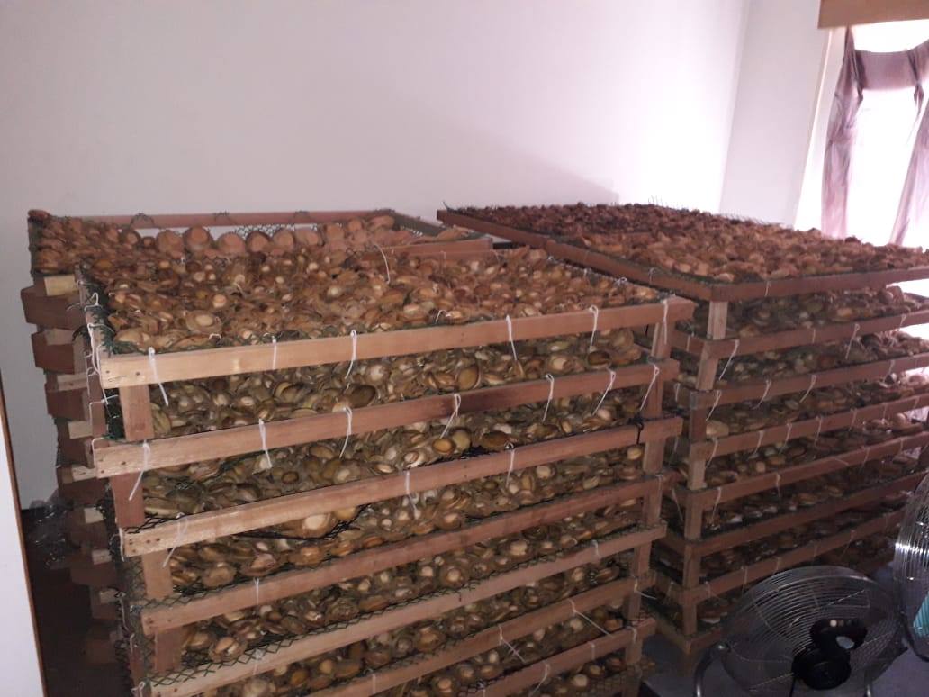 Abalone worth R500 000 seized in Malmesbury.