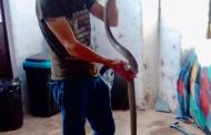 Black Mamba Found In Home in Oaklands, KZN