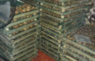Five arrested and Abalone worth millions seized in Table View