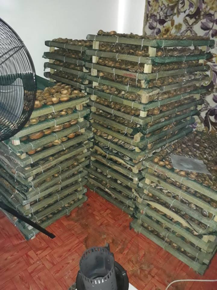 Five arrested and Abalone worth millions seized in Table View