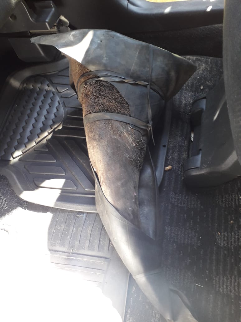 Suspects to appear for possession of rhino horns