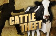 Lawyer and accomplices arrested for possession of suspected stolen cattle