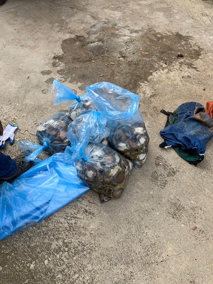 PE K9 unit arrest Abalone poachers