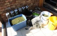 Hydroponic dagga lab cultivator accused denied bail