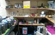 Hawks uncover a clandestine dagga lab in Cape Town