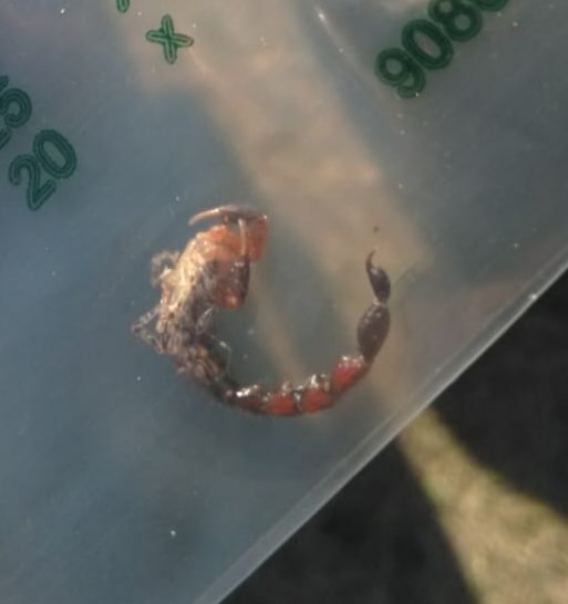 Woman stung by a scorpion in Trenance Park
