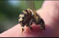 Two elderly women were hospitalized after they were attacked by a swarm of bees in Palmview