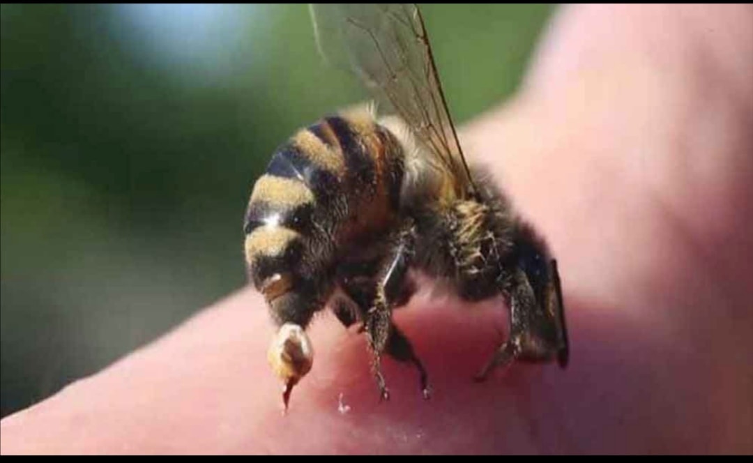 Two elderly women were hospitalized after they were attacked by a swarm of bees in Palmview