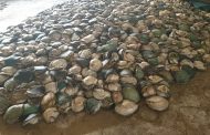 Police uncover an illegal abalone processing and packaging plant in the West Rand