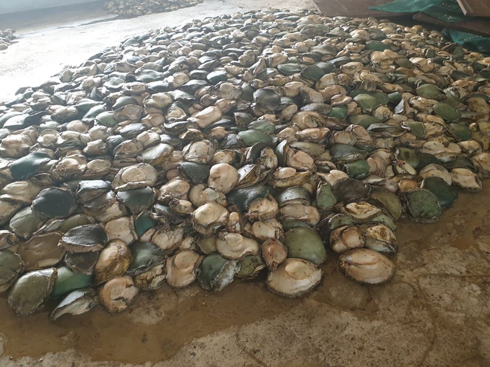 Police uncover an illegal abalone processing and packaging plant in the West Rand