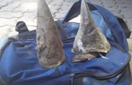 Limpopo: Suspect nabbed for possession of Rhino Horn