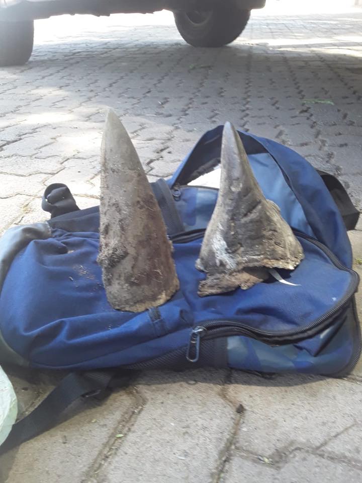 Limpopo: Suspect nabbed for possession of Rhino Horn