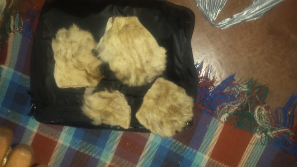 Four suspects arrested for the possession of lion paws
