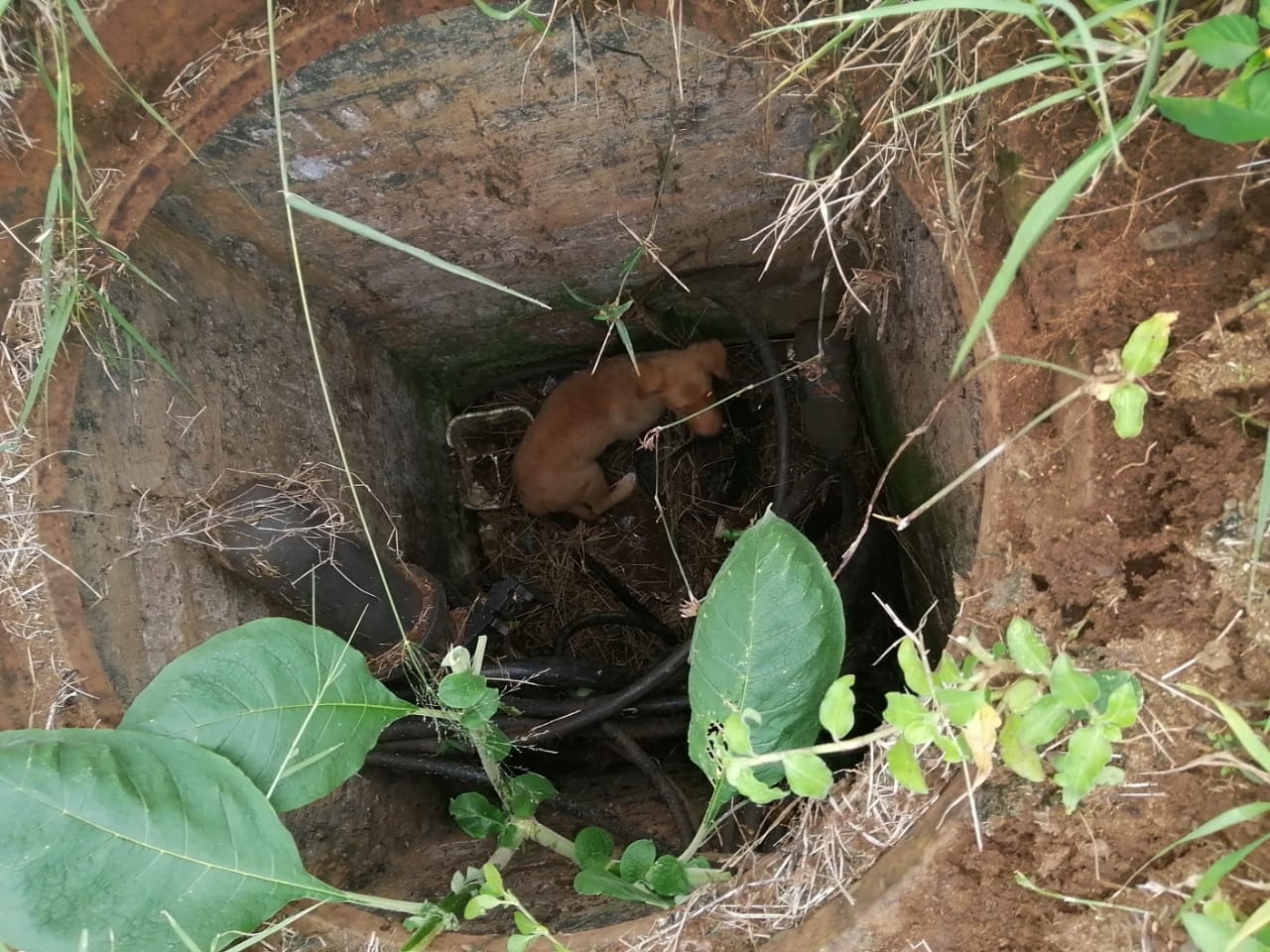 Dog Rescued From Drain in Verulam