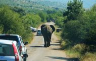 How should we drive to avoid endangering wildlife?