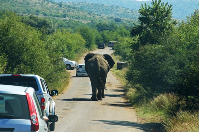 How should we drive to avoid endangering wildlife?
