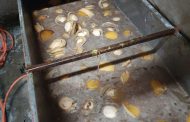 Hawks uncover abalone processing facility in Cape Town