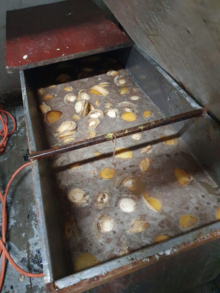 Hawks uncover abalone processing facility in Cape Town