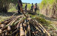 Decomposed body found in a cane field in Canelands - KZN