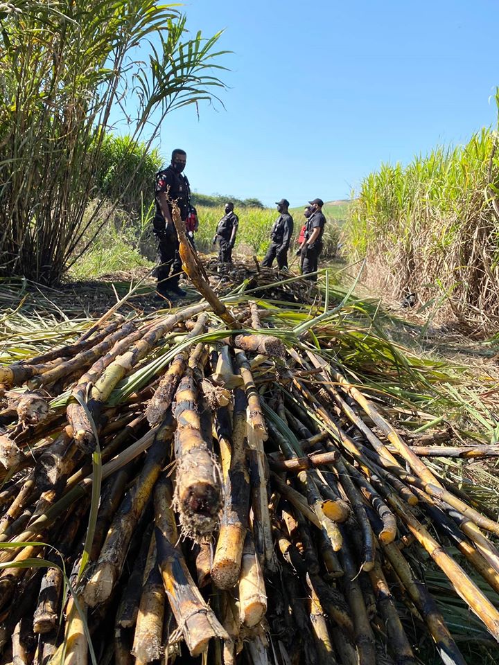 Decomposed body found in a cane field in Canelands - KZN