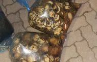 Abalone and other marine species seized from illegal poachers in King William’s Town