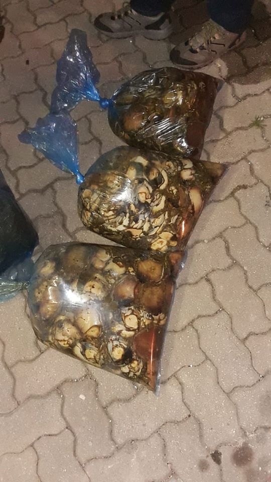 Abalone and other marine species seized from illegal poachers in King William’s Town