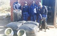 Kimberley K9 continues to clamp down on drug trafficking