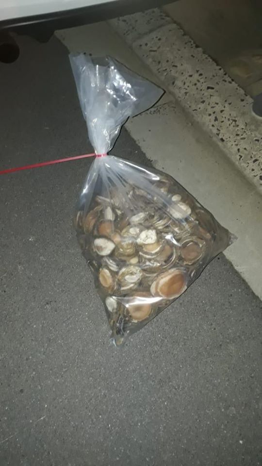 Two suspects in court for running an illegal abalone processing facility
