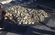 Suspect arrested for possession of abalone in the Botriver area