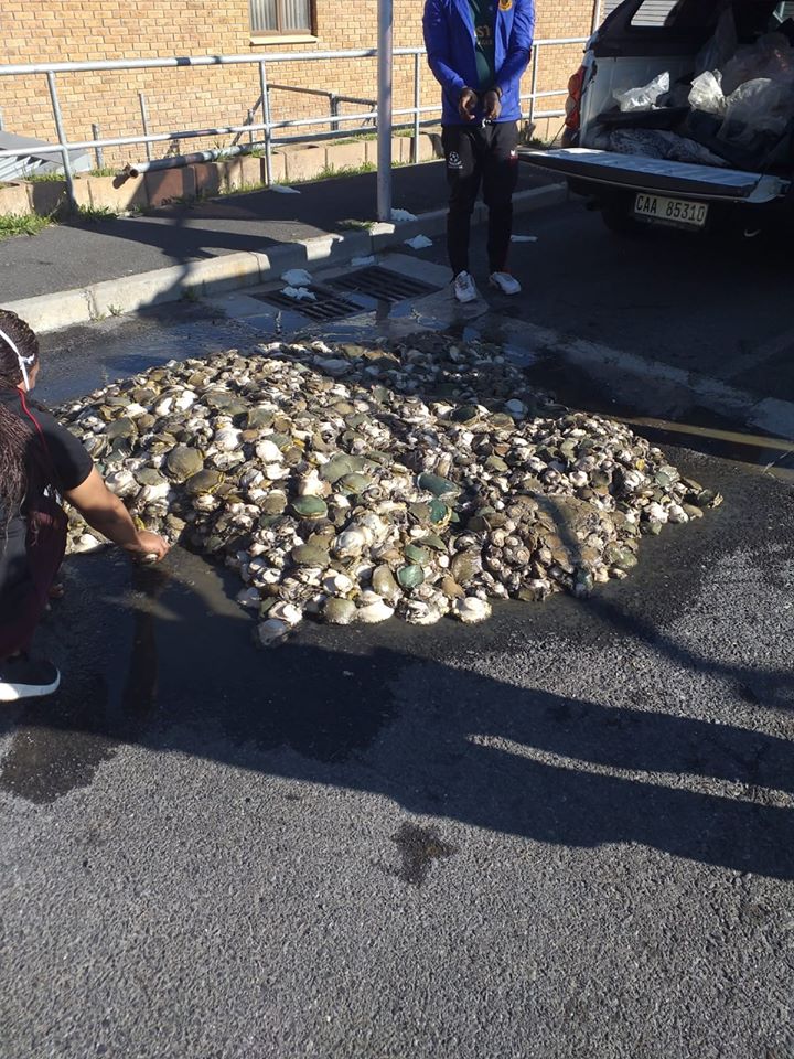 Suspect arrested for possession of abalone in the Botriver area