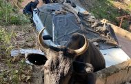 Trapped cow rescued in Trenance Park - KZN