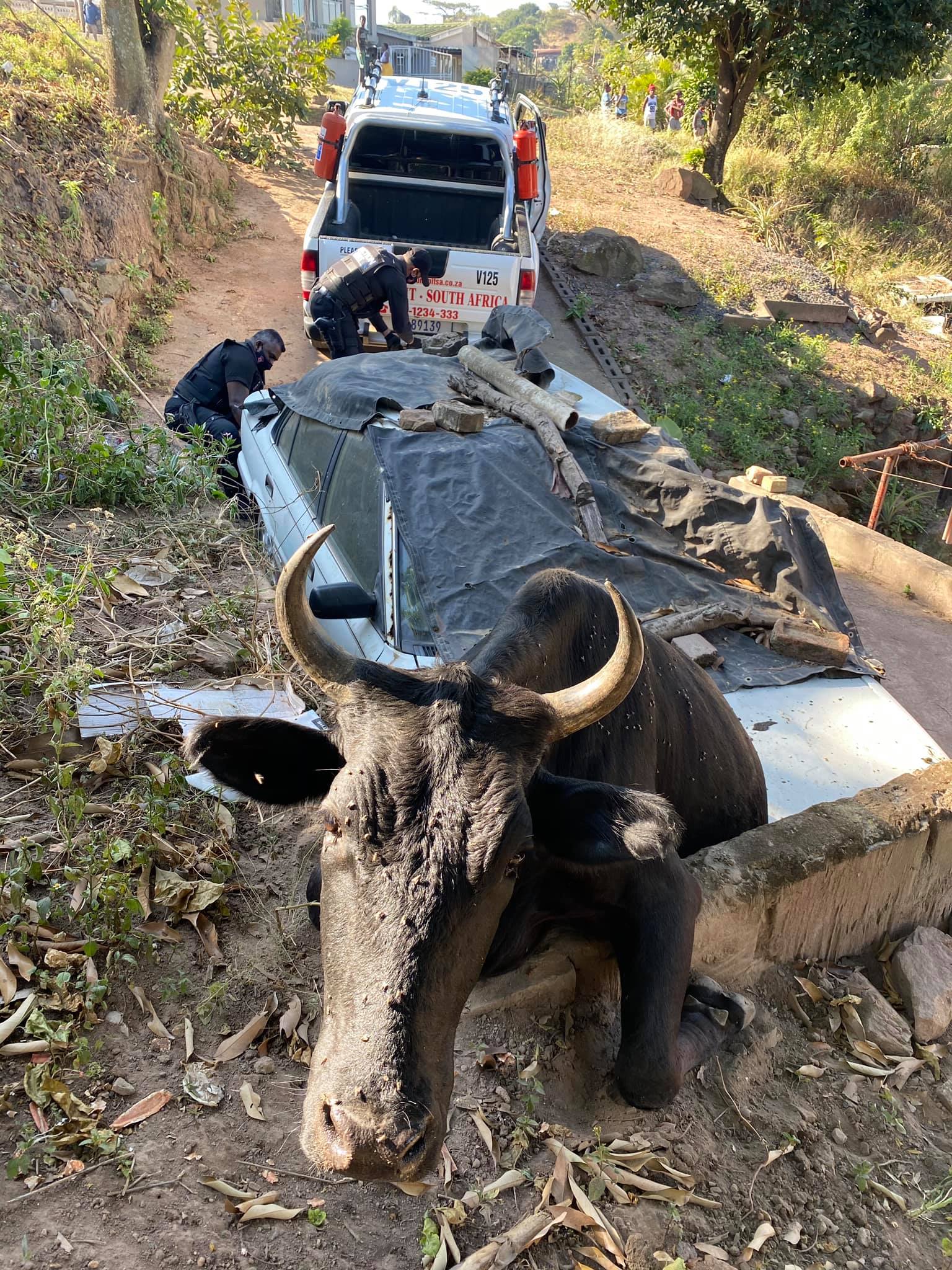 Trapped cow rescued in Trenance Park - KZN