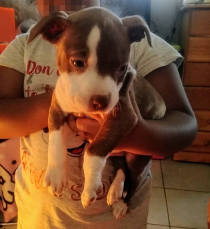 Search for reportedly stolen pit bull puppy in Everest Heights