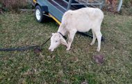Thieves of livestock arrested in KZN