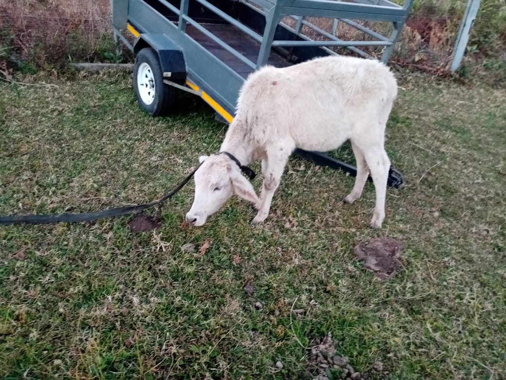 Thieves of livestock arrested in KZN