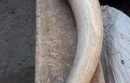 Hawks arrest three elephant tusk peddlers