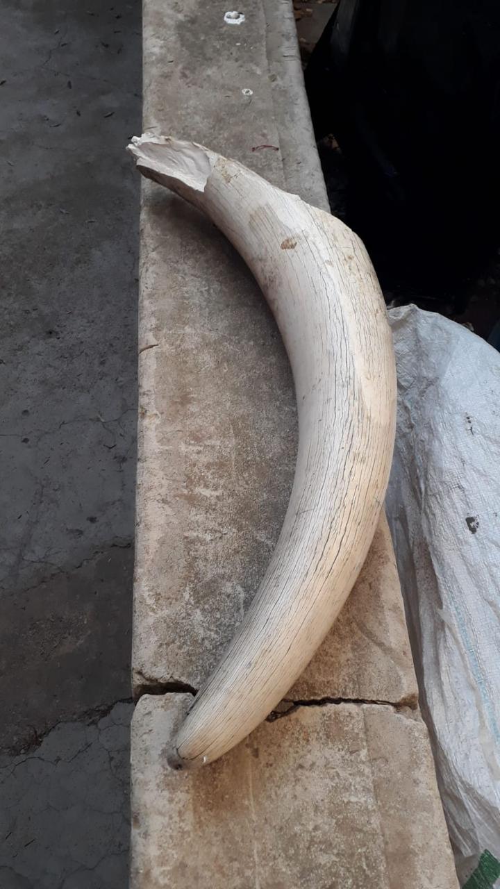 Hawks arrest three elephant tusk peddlers