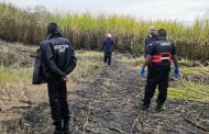 Decomposed body discovered in a canefield in Canelands