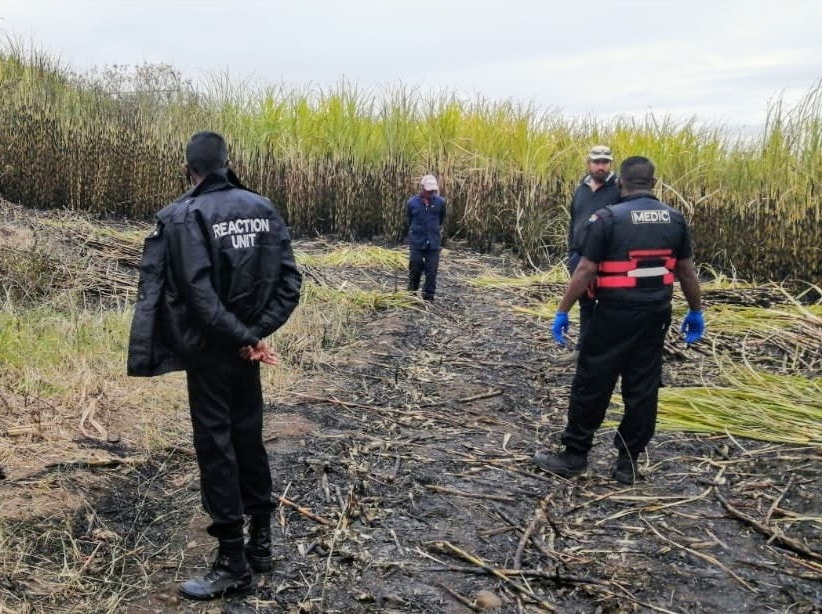 Decomposed body discovered in a canefield in Canelands