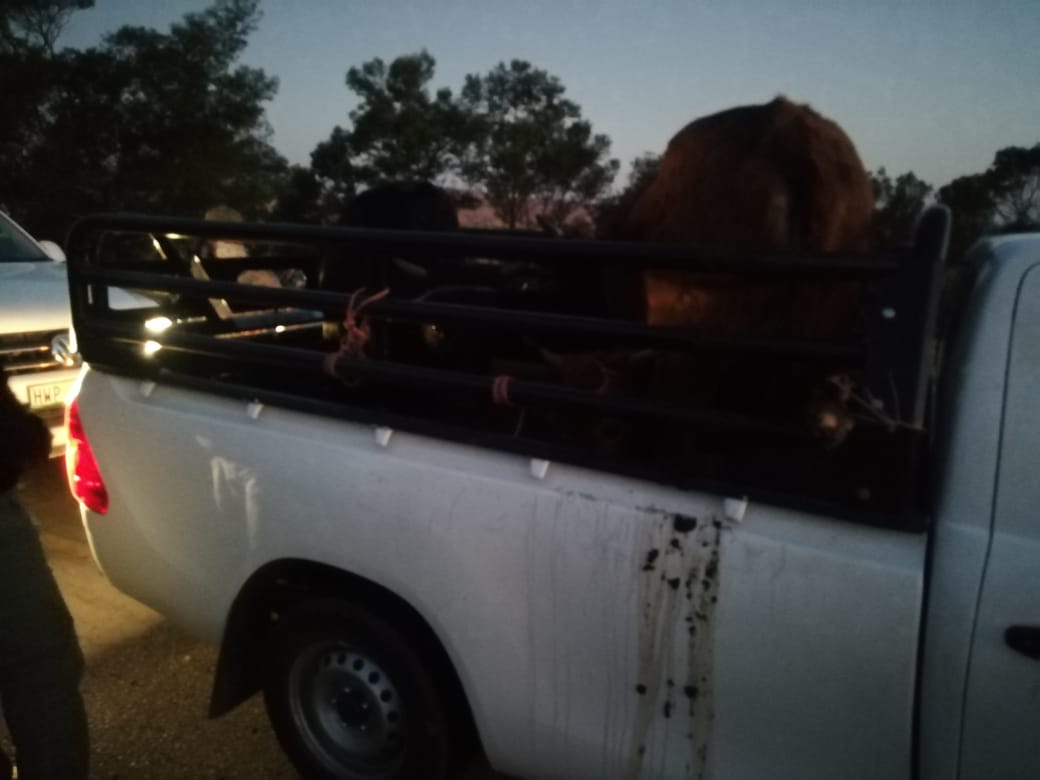 Suspect arrested for stock theft