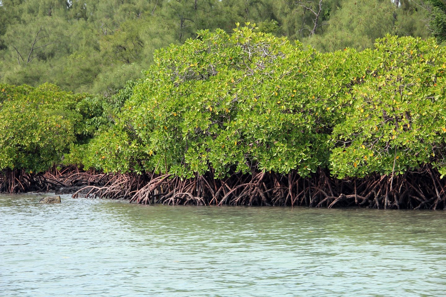 Experts share critical lessons on saving mangroves